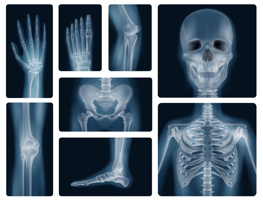 Skeletal System