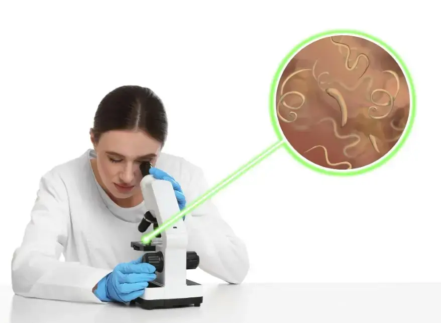 Human Parasitology
