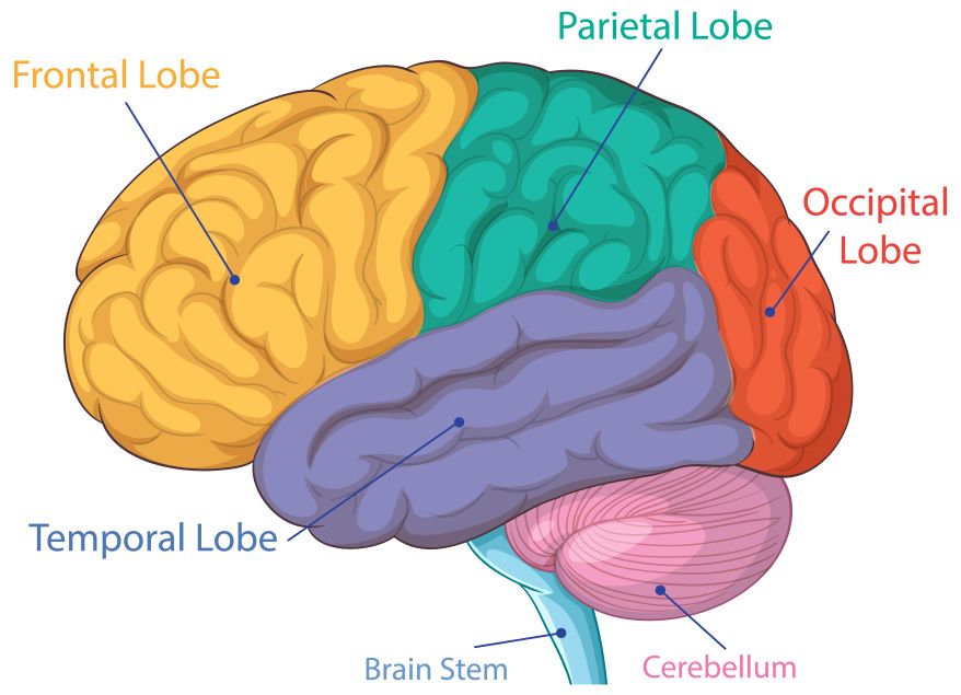 Cerebellum