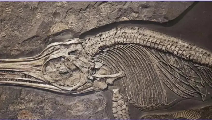Species Extinction