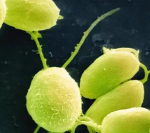 Chlamydomonae algae