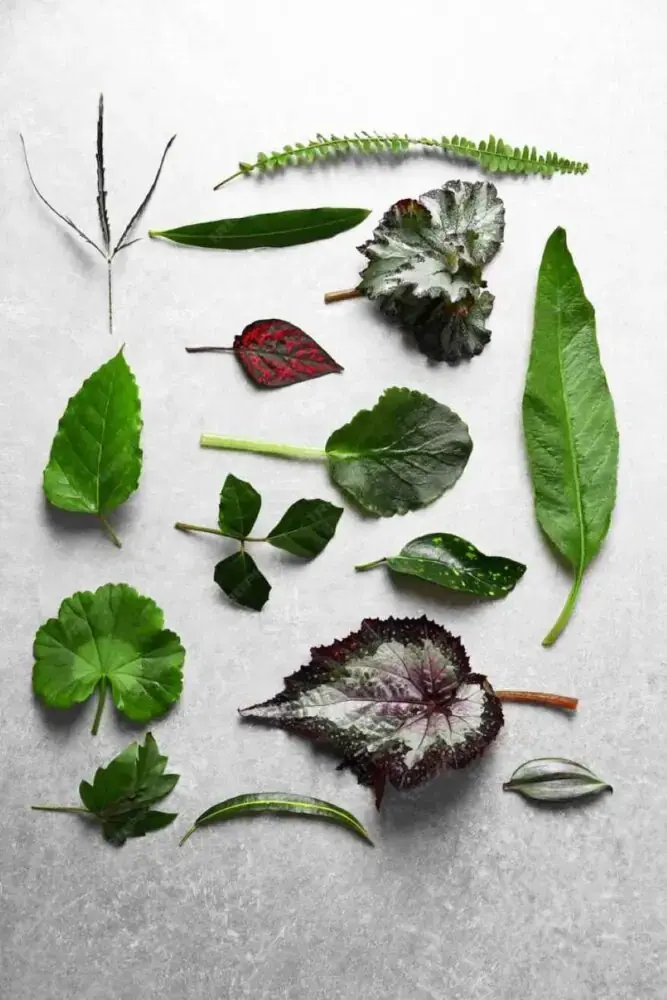 the key functions of leaves