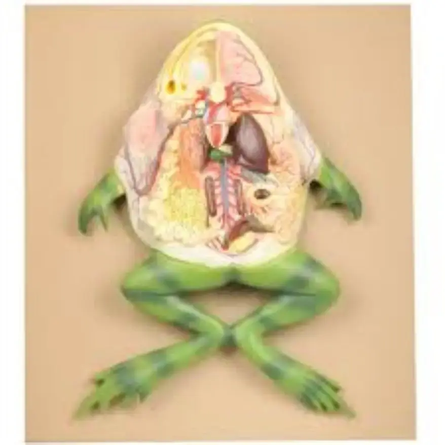 Studying frog anatomy