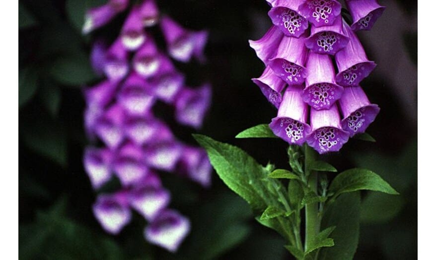 A detailed botanical illustration of the Digitalis purpurea plant, known for its toxic and medicinal properties. It is also a poison turned into a medicine for dropsy condition.
