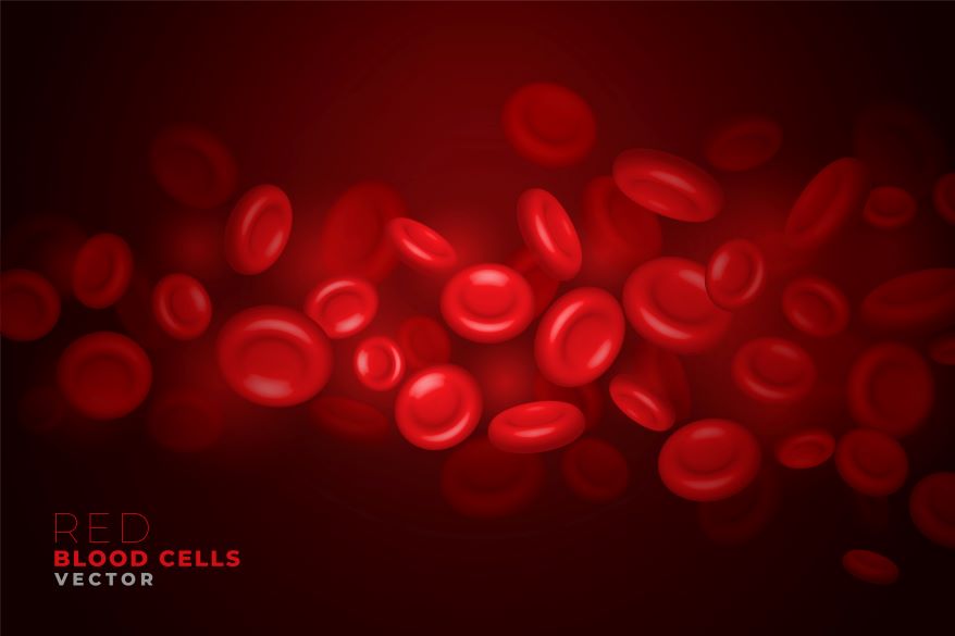 red blood cell