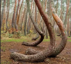 crooked forest