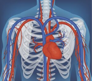 Body Fluids and Circulation