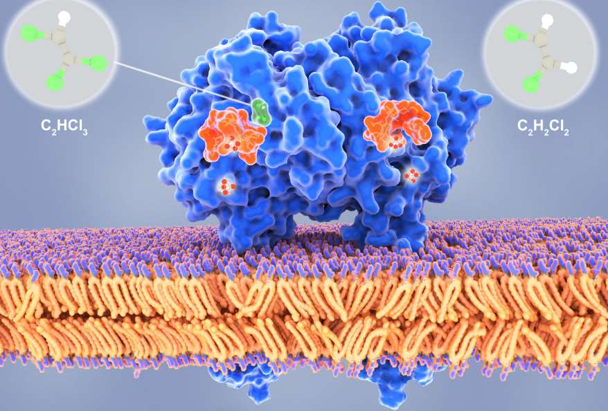 modified dehalogenases enzyme