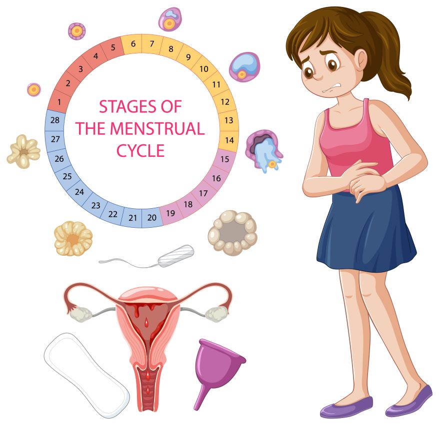 Menstrual Cycle