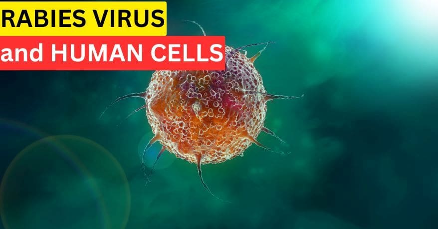 RABIES VIRUS