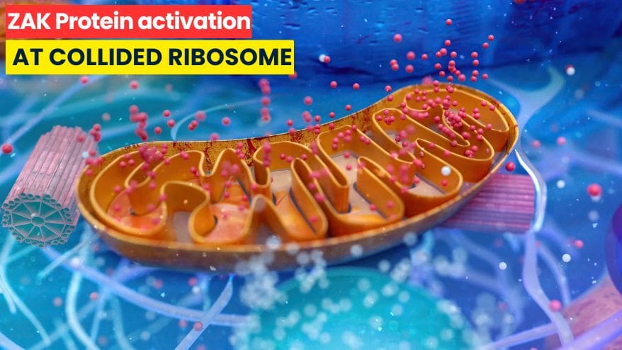 ZAK Protein Detects Ribosome Collisions