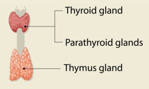 Endocrine system