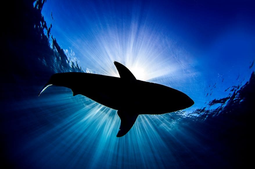 lantern shark