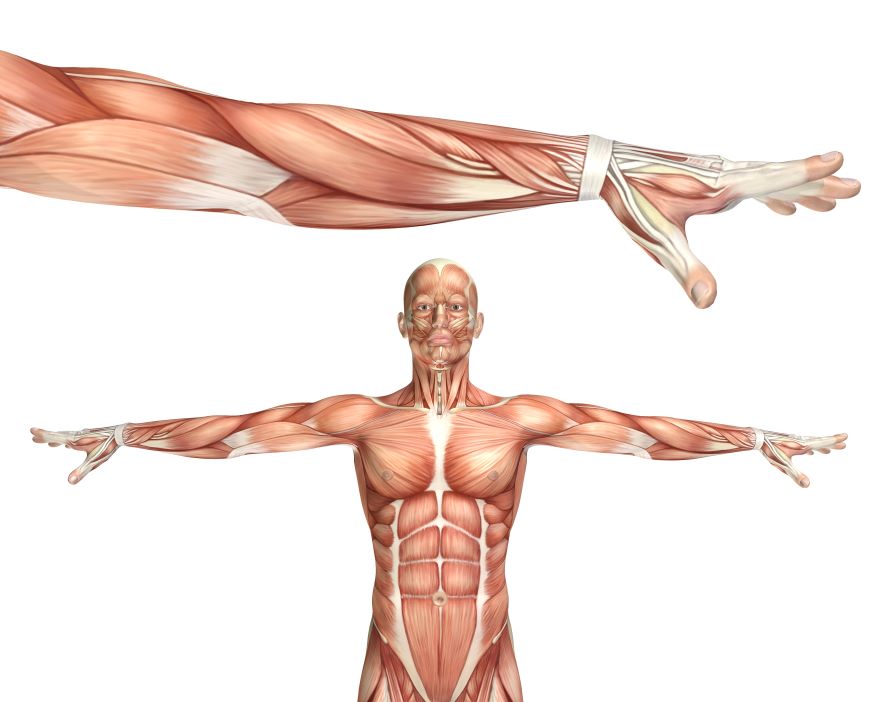 muscles
