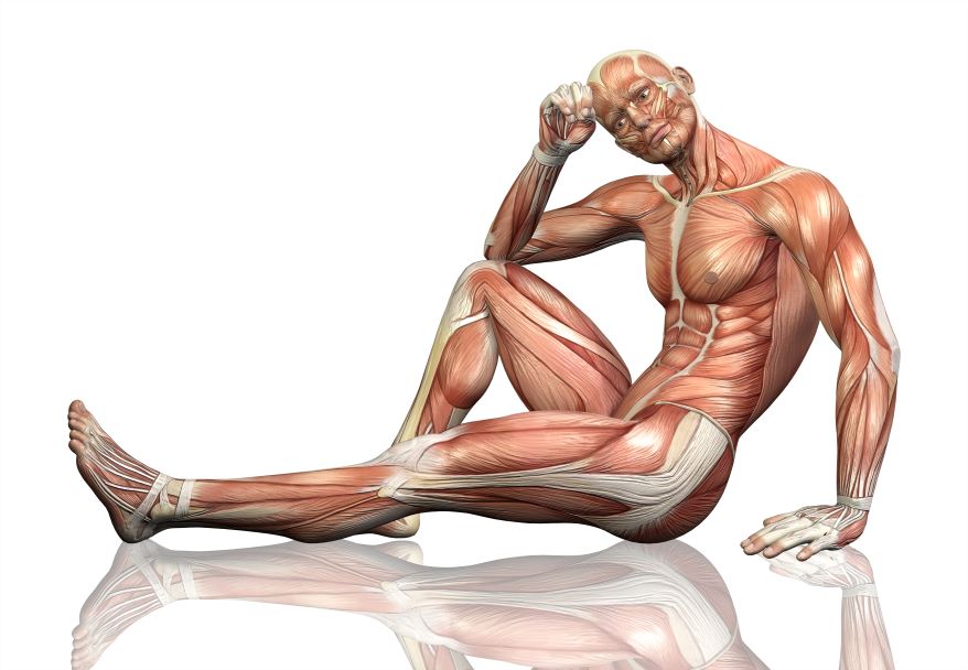 muscular system