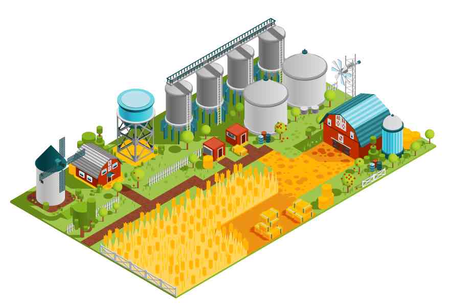 Biomass of sorghum