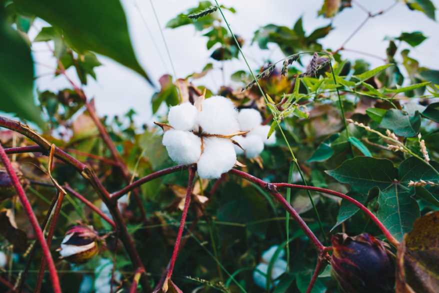 Transgenic cotton