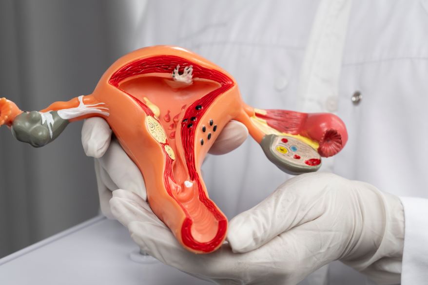 reproductive system