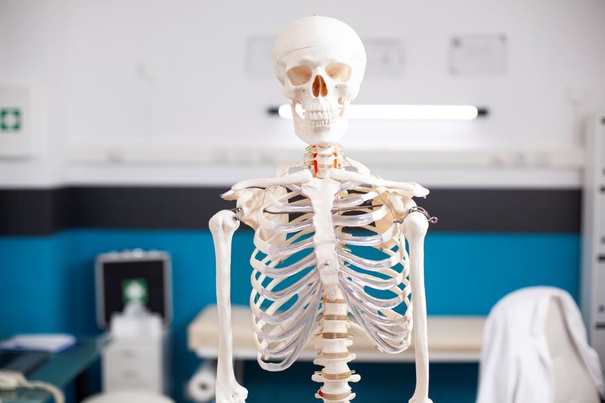 skeletal system