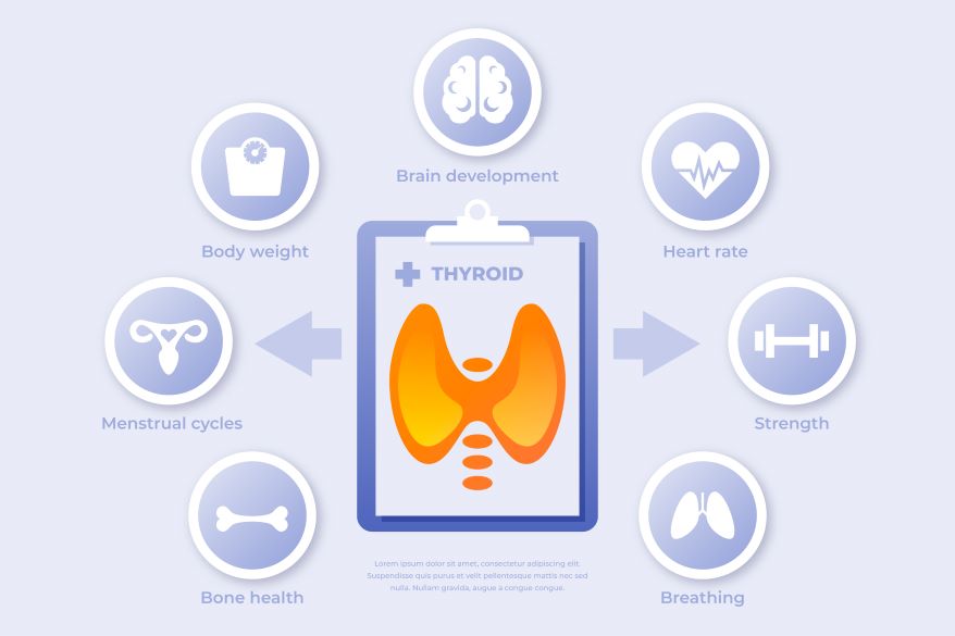 Endocrine system