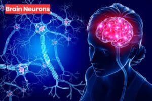 Brain Neurons