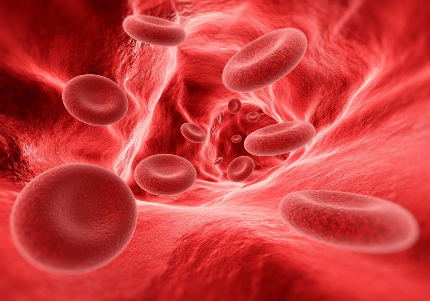 human made bone marrow system