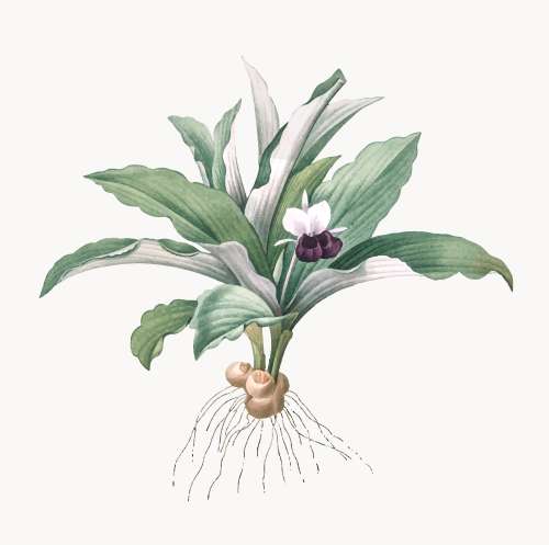 botany