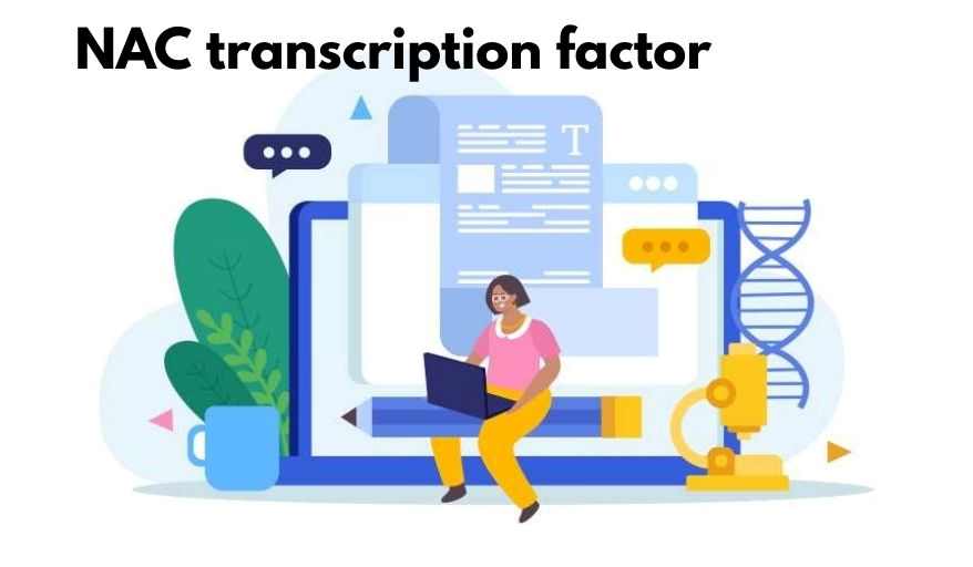 NAC transcription factor