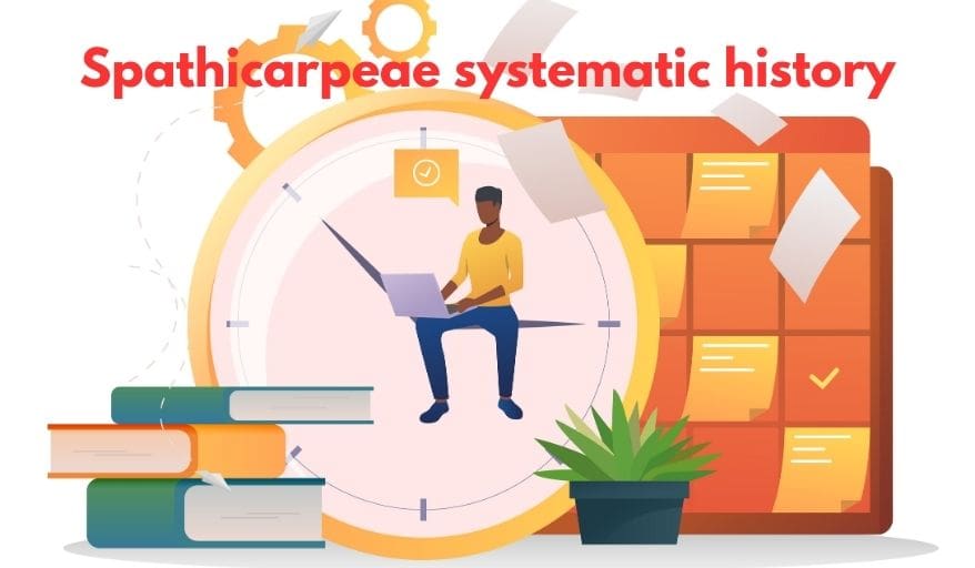 Spathicarpeae systematic history