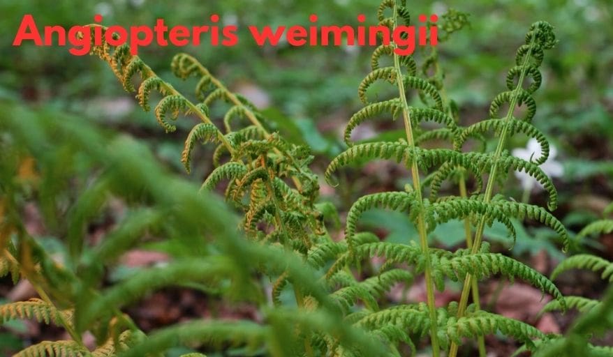 Angiopteris weimingii