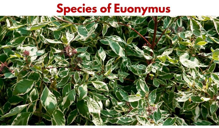 Species of Euonymus