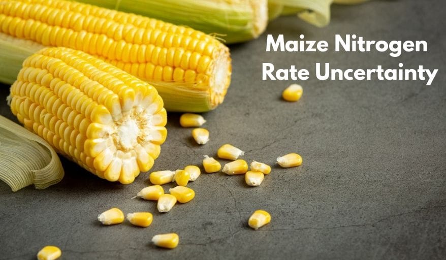 Maize Nitrogen Rate Uncertainty