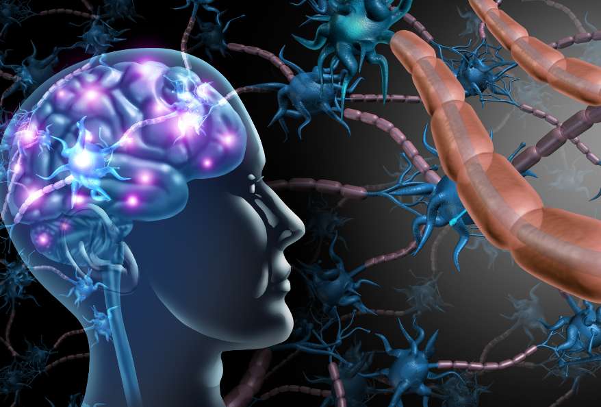 Neuromorphic Computing Human Brain and Nerve Cells