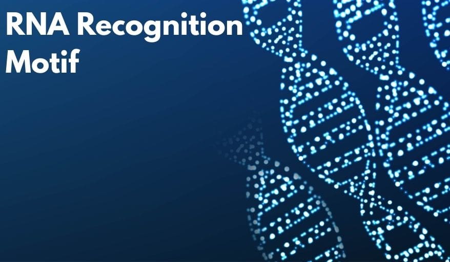 RNA Recognition Motif