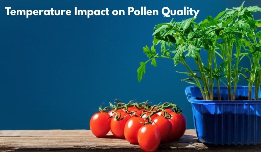 Temperature Impact on Pollen Quality