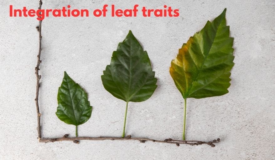 integration of leaf traits