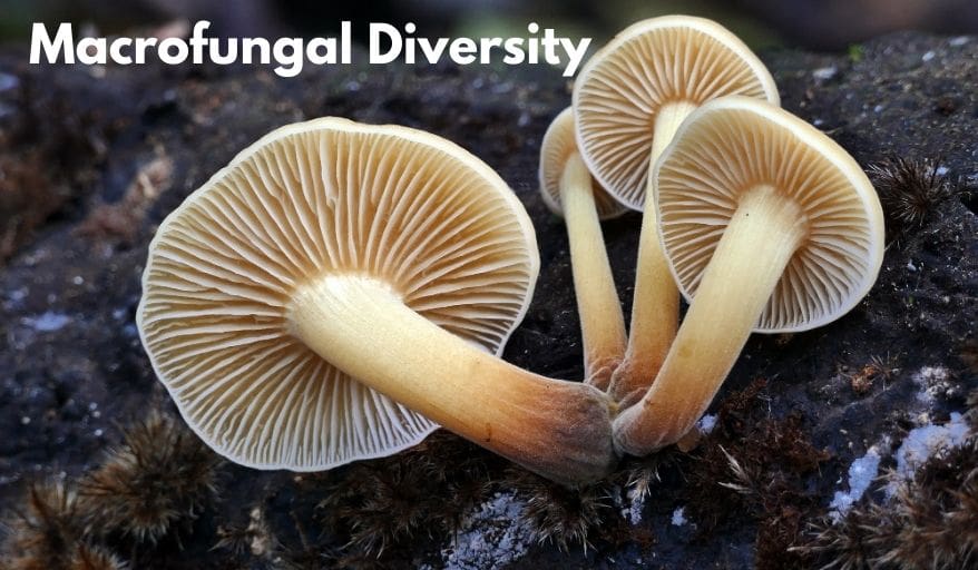 macrofungal diversity