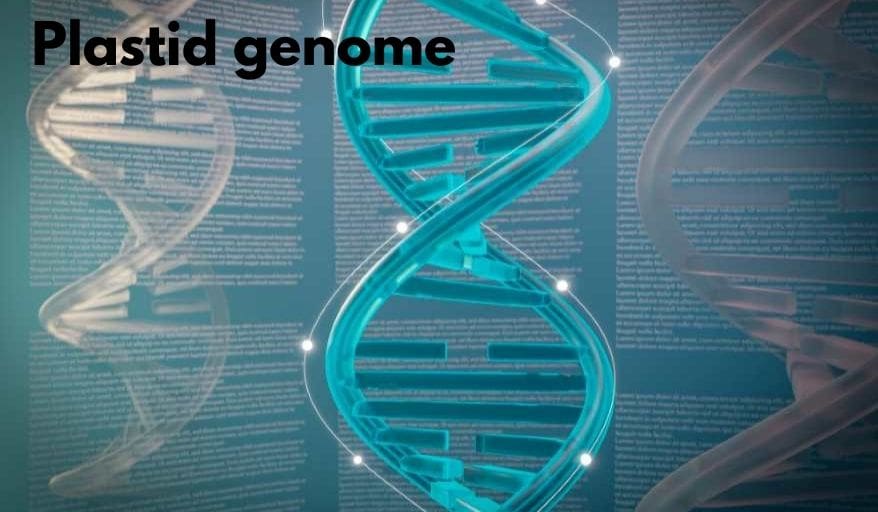 plastid genome