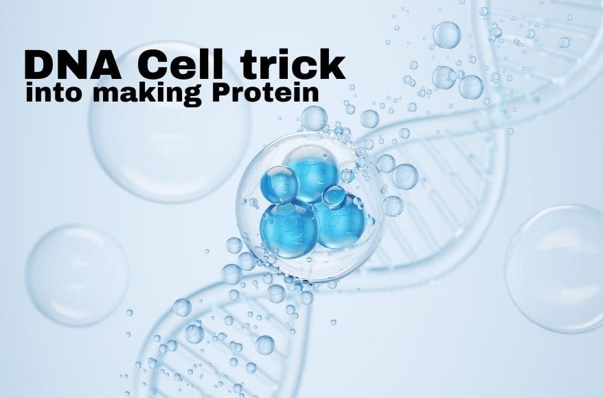 DNA making Protein