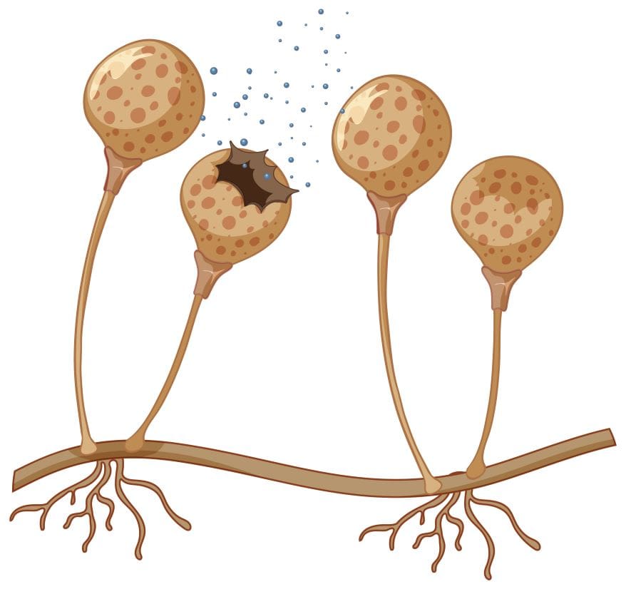 Dangerous Fungus infection