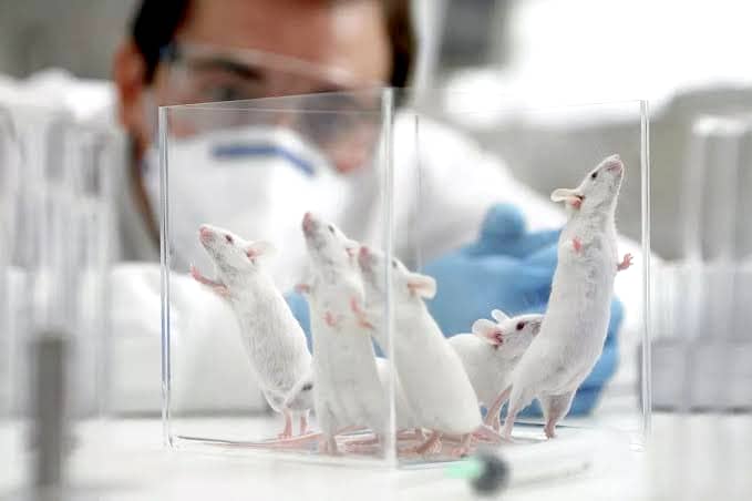 Animal Testing Alternative
