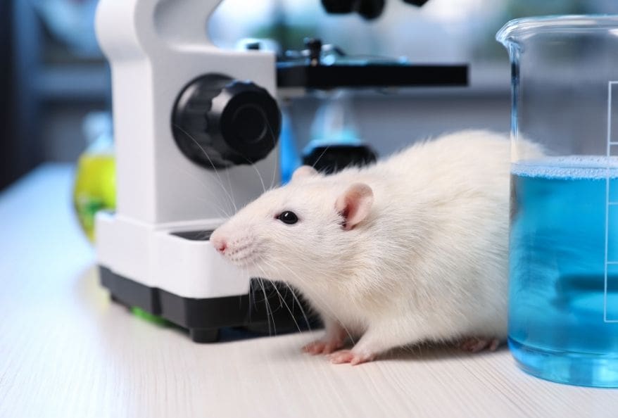 Animal testing in Lab
