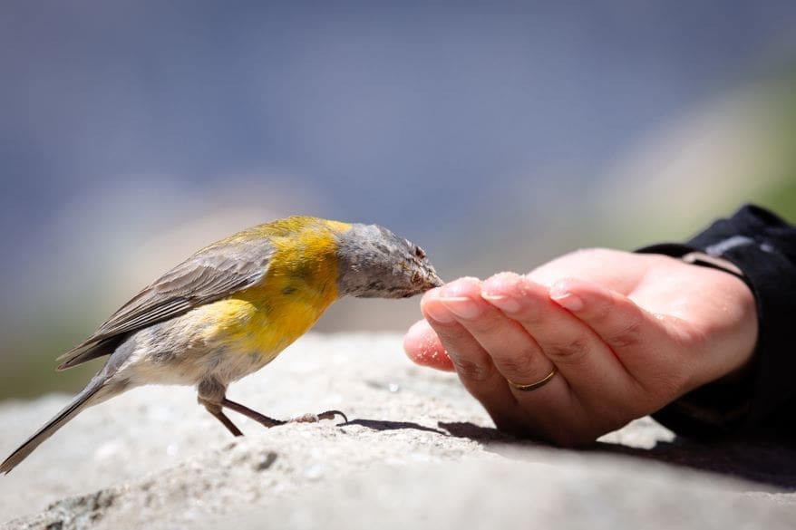 Climate Change Birds