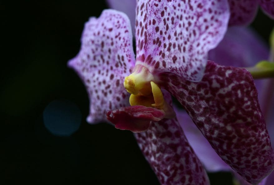 Epiphytic Orchids