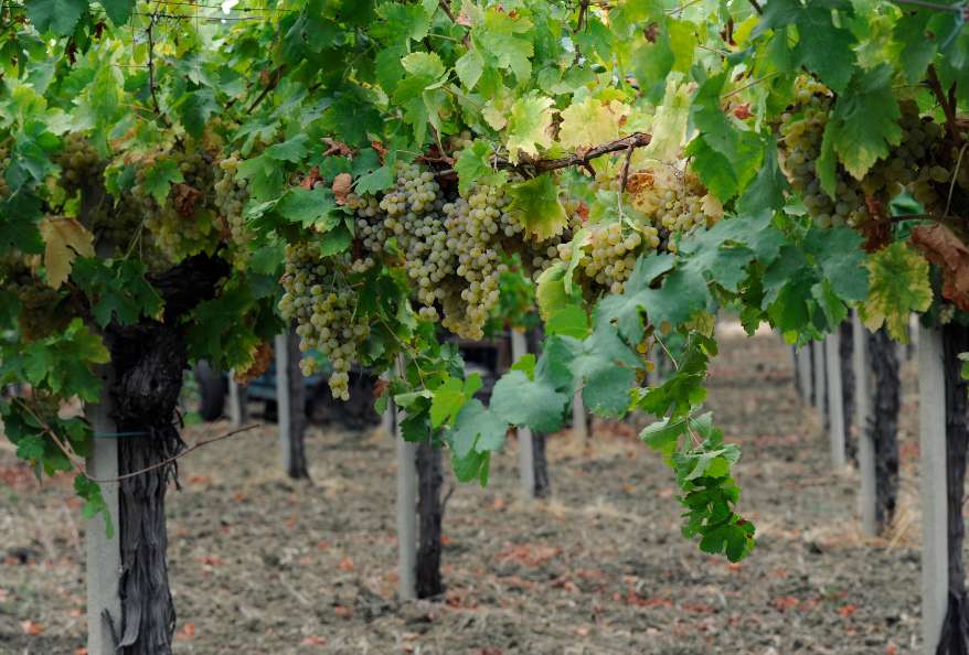 Grape Vine Yard