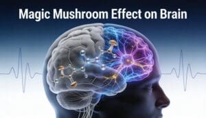 Magic Mushroom Effect on Brain
