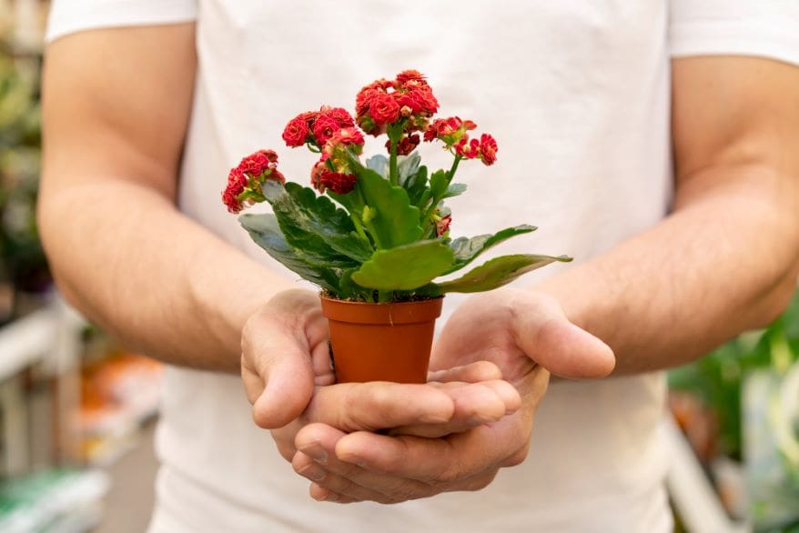 Plant flowering time shifts