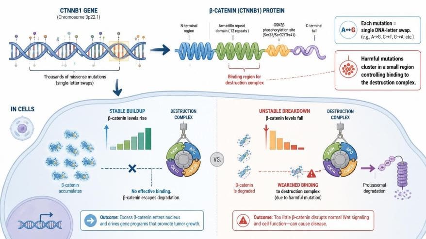 WNT Pathway Mutations