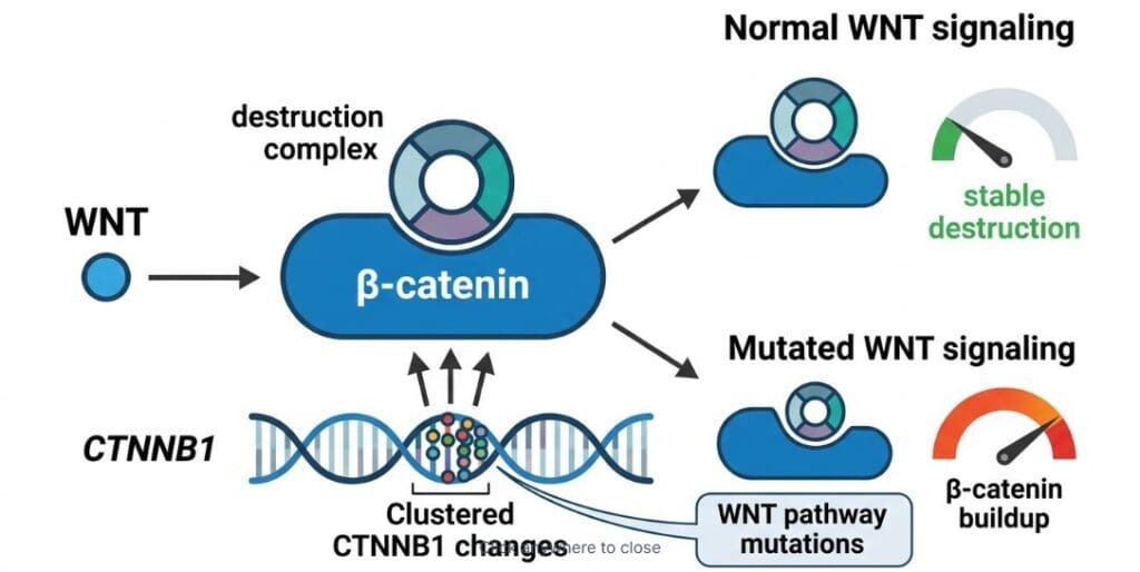 WNT Pathway Mutations
