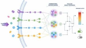 Combinatorial Decision Making